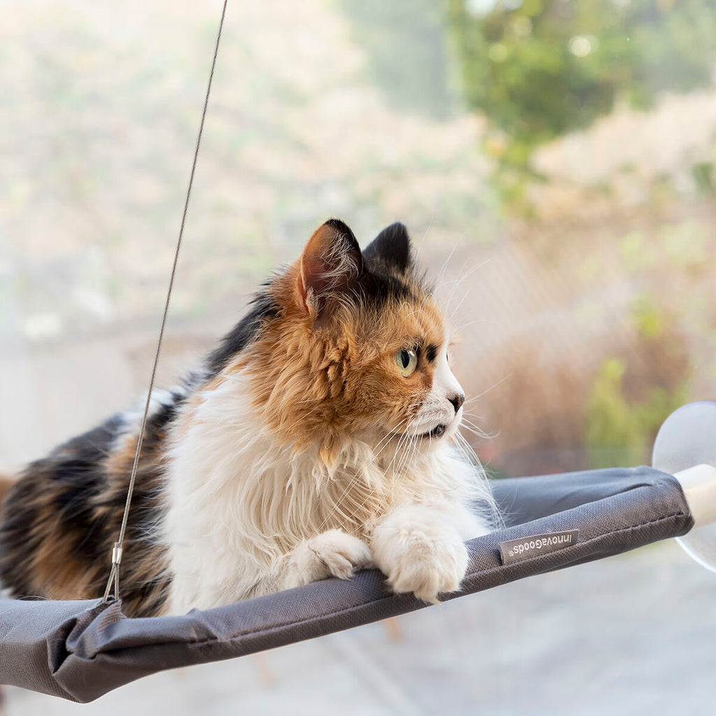Katzenfensterliege Catlax – Ergonomische Hängematte für Fenster & Glasflächen (bis 30 kg)