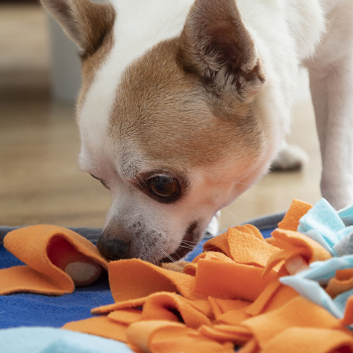 Schnüffelmatten für Hunde und Katzen