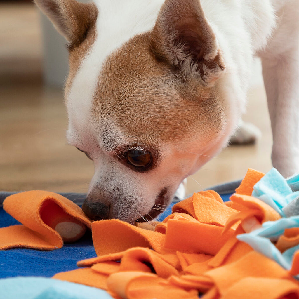 Schnüffelmatten für Hunde und Katzen